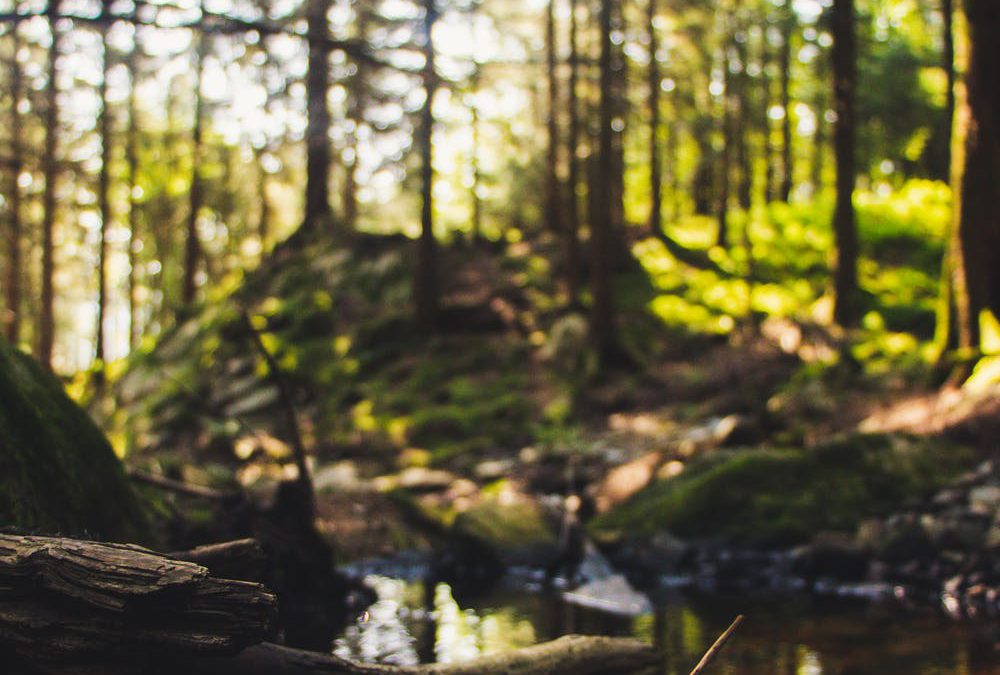 Fraser River Estuary Habitat Restoration